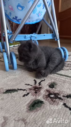 Кошка в дар бесплатно