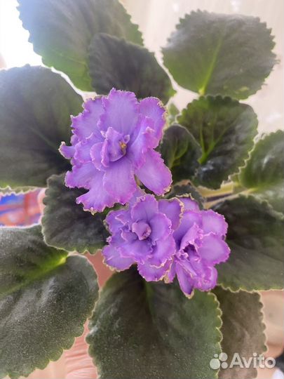 Фиалка blue dragon (лист)