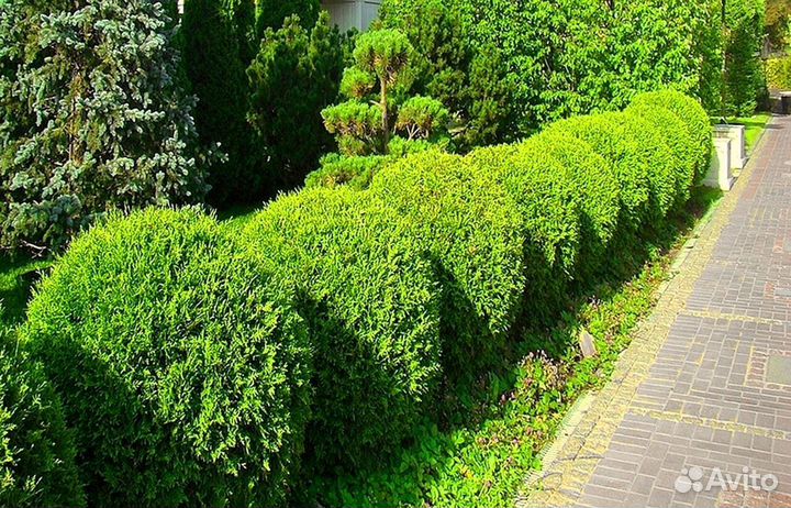 Туи премиум