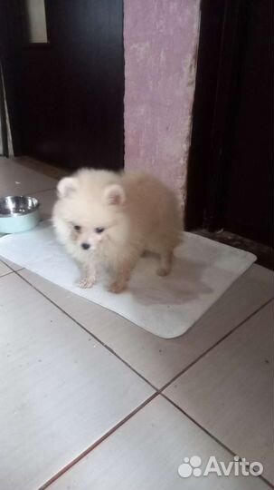 Шпиц щенок мальчик