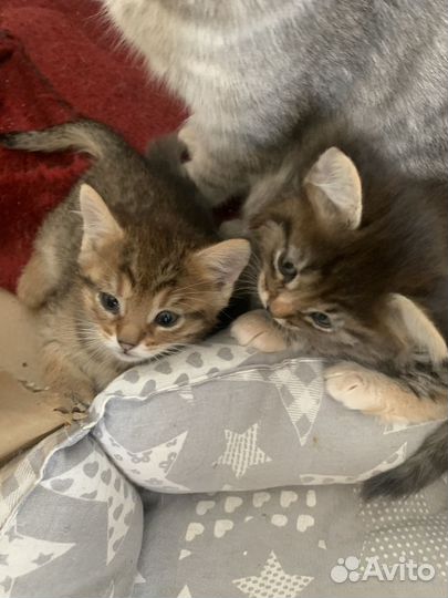 Кошка в дар бесплатно