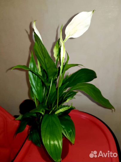 Спатифиллум