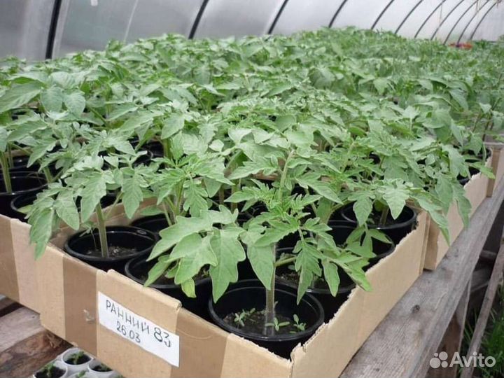 Помидор, рассада, саженцы
