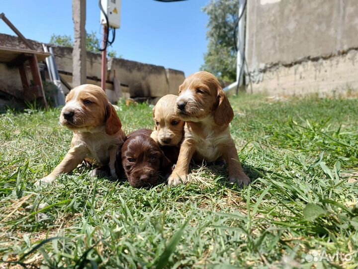 Русский охотничий спаниель щенки