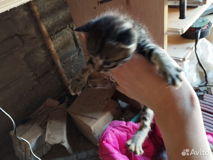 Котята в добрые руки бесплатно