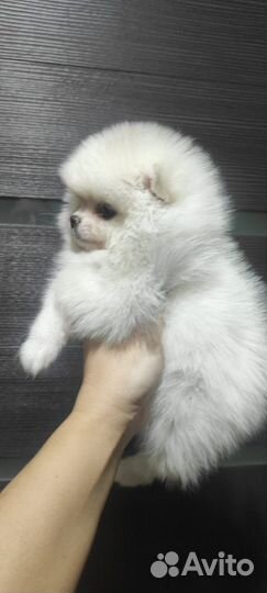 Щенки померанского шпица