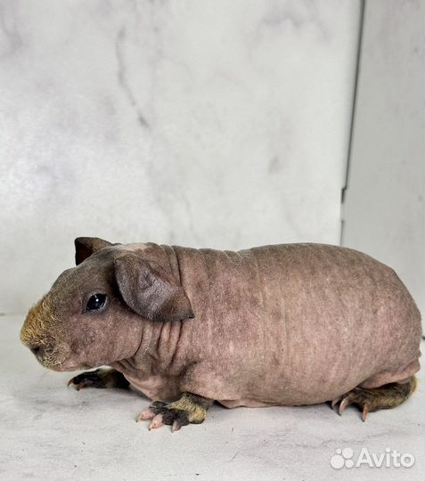 Морская свинка скинни