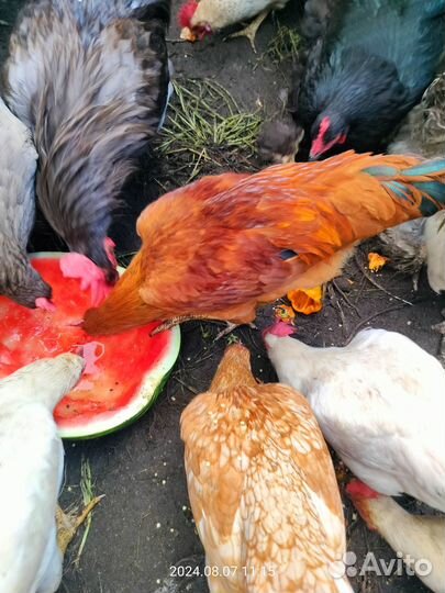 Продам молодых петушков - возраст 5 месяцев