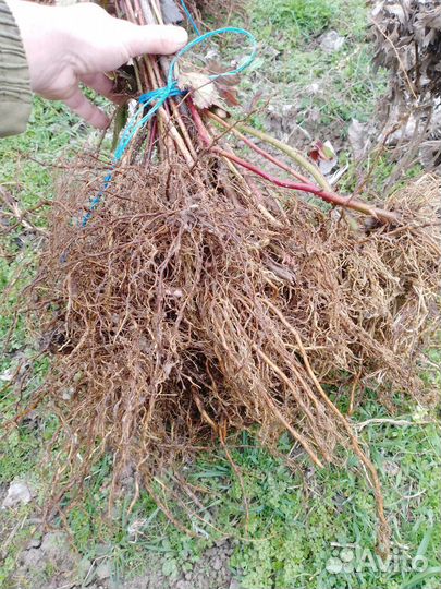 Саженцы ежевики и ежемалины большой выбор сортов