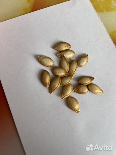 Семена мускатной тыквы