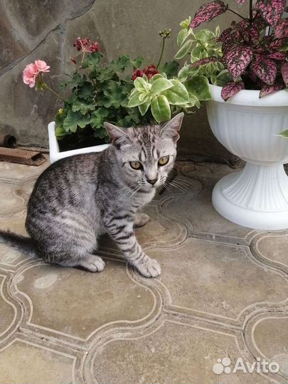 Котята в добрые руки бесплатно