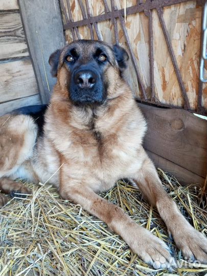 Немецкая овчарка