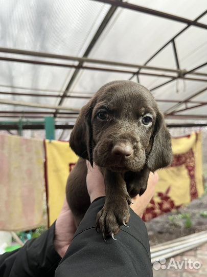 Курцхаар вязка