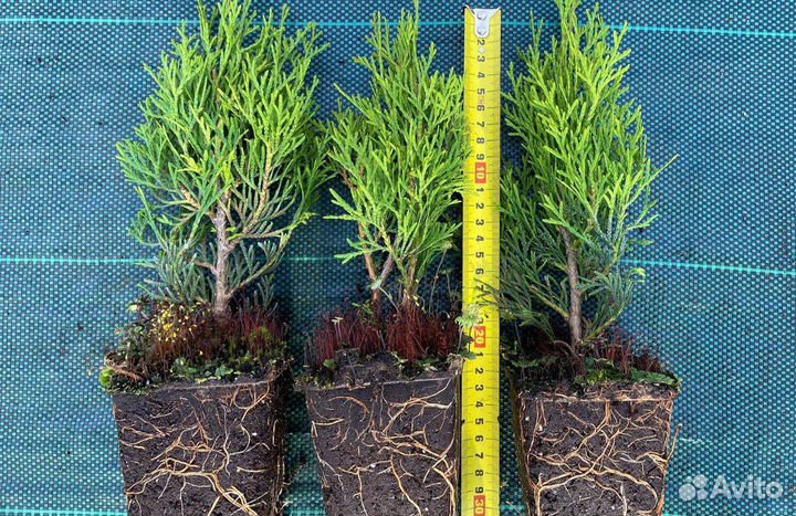 Туя Смарагд 15-25См