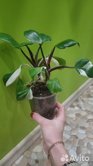 Филодендрон White Wizard