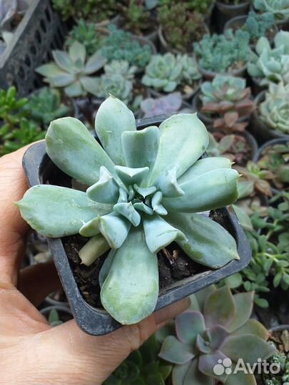 Эхеверии,пахифитумы,хавортии