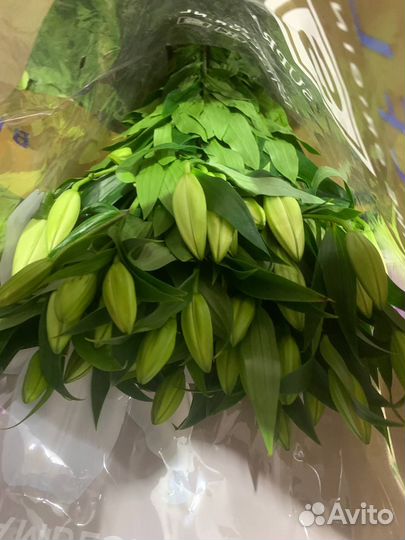 Срезка лилии оптом