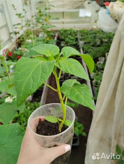 Рассада перца