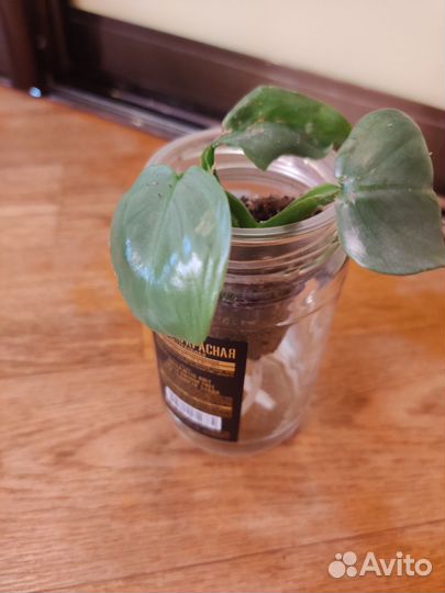 Филодендрон Хастатум