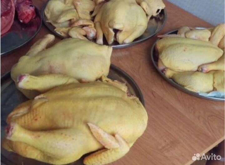 Куры домашние