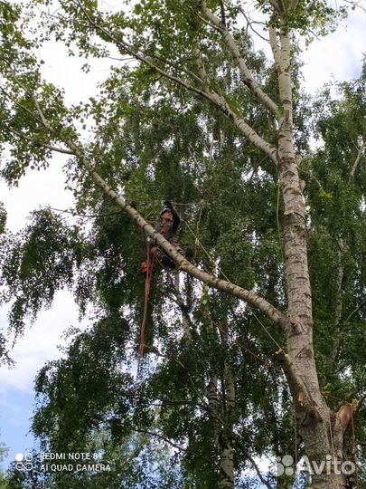 Спил деревьев