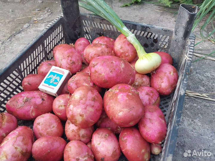 Картофель молодой