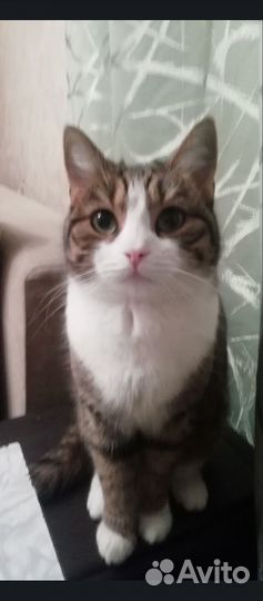 Дочь кота Бориса в добрые руки)