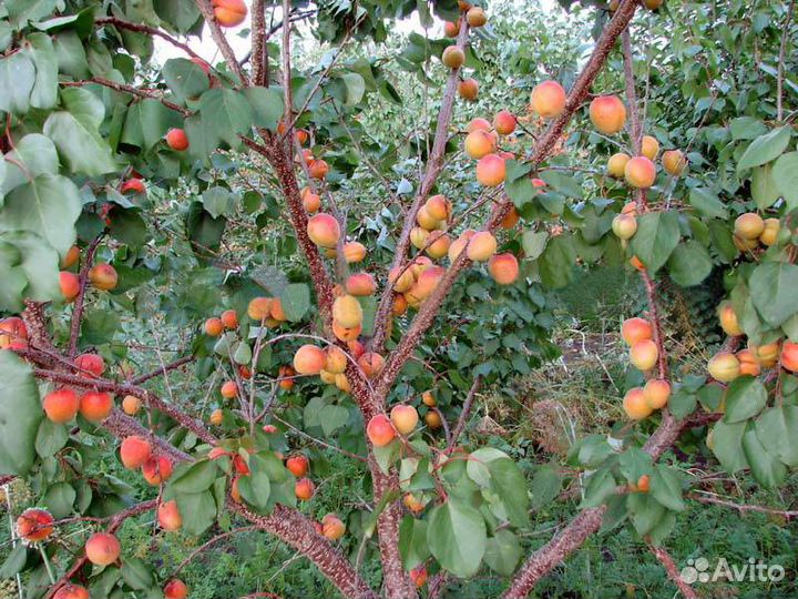 Саженцы абрикоса, персика, шарафуги