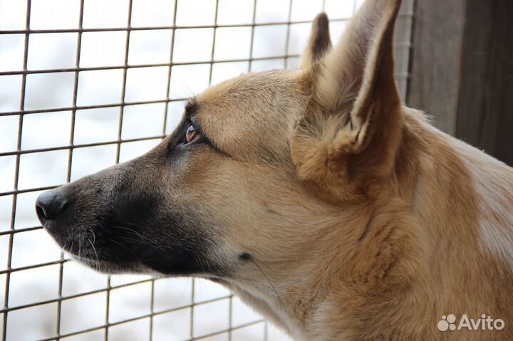 Собака в ответственные руки