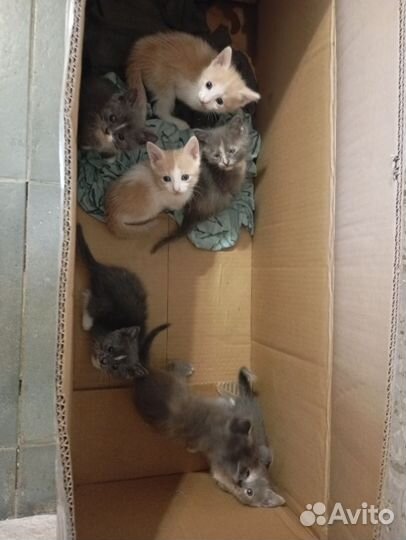 Домашние котяточки