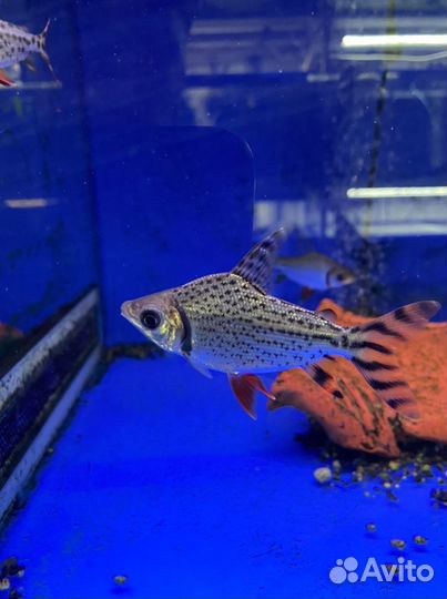 Семапрохилодус