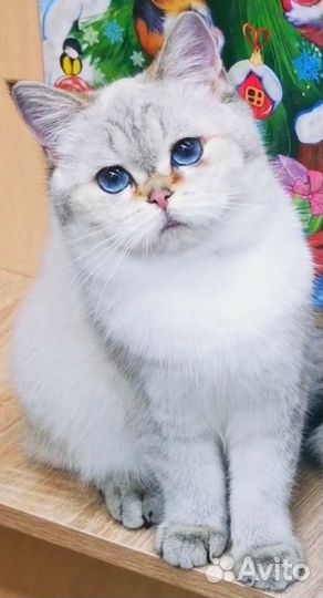 Золотая Шиншилла Кошка