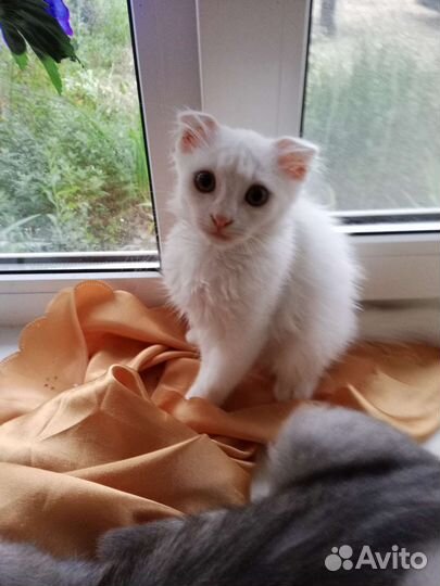 Вислоухие котята в добрые руки