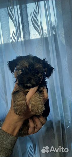 Щенок йорка