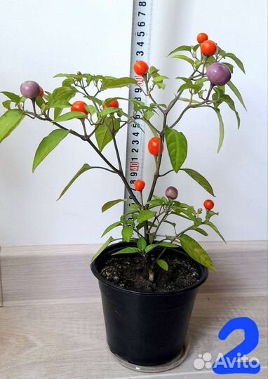 Перец комнатный острый