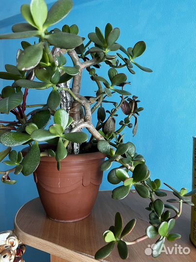 Живые цветы в горшках