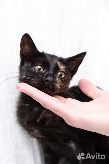 Котенок 2,5 месяца в добрые руки