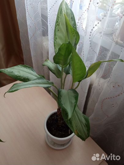 Аглаонема сильвер бей