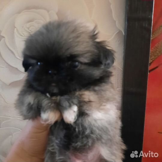 Щенки пекинеса