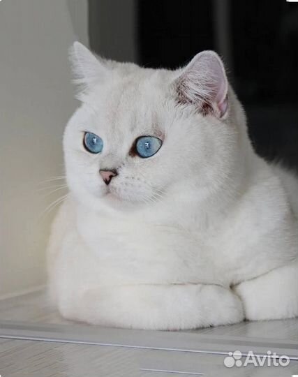 Шотландский кот вязка
