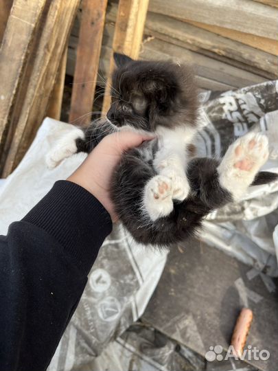 Кошечка в добрые руки