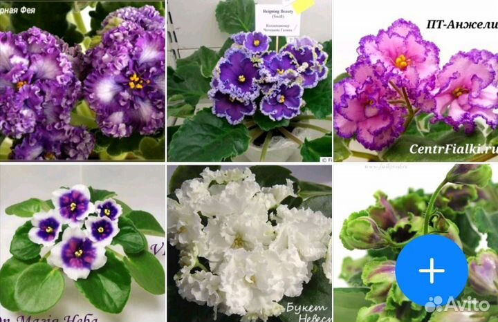 Сортовые фиалки(листики)