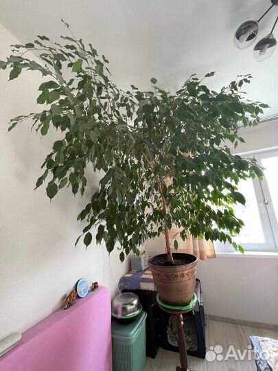 Фикус бенджамина