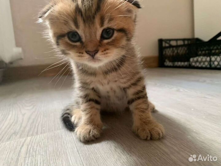 Шотландские