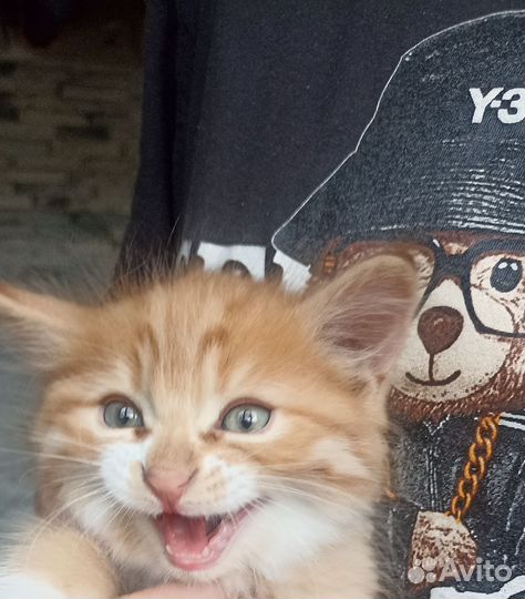Котята в добрые руки бесплатно