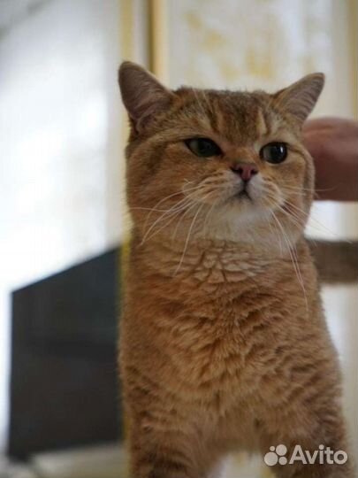 Британец золотой шиншилла