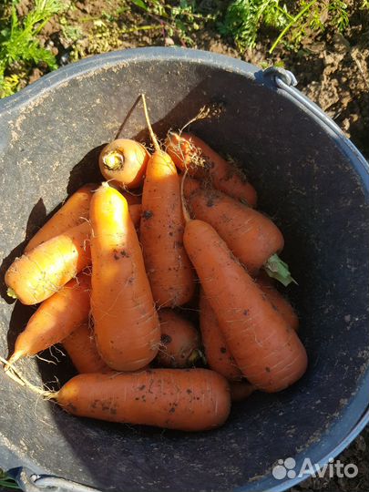 Морковь свежая