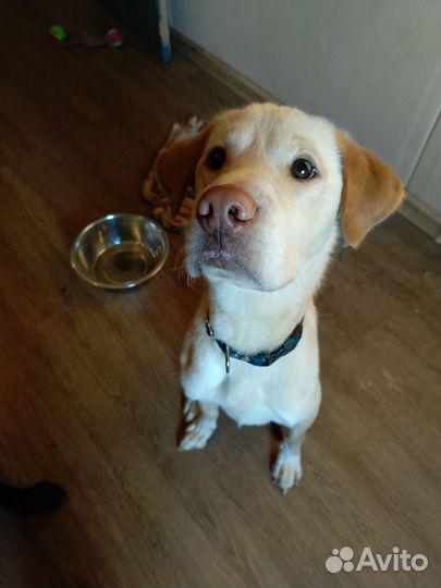 Собака в добрые руки