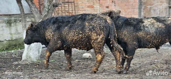 Бычки абердины ангусы