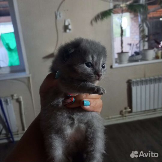 Британские котята